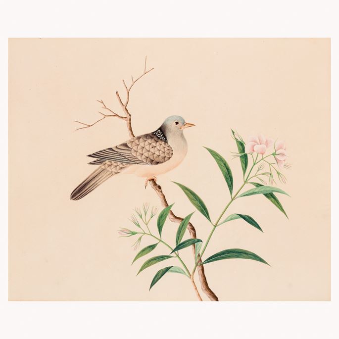 A Study of a Spotted dove, Spilopelia chinensis | MasterArt